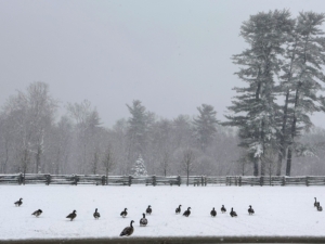 The wild geese often visit my farm and gather in one of the pastures. Geese are very hardy and adaptable to cold climates - they don't mind the snow at all.