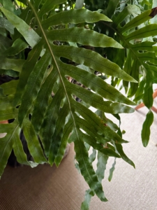 This large blue fern is in my Brown Room – an interesting looking fern with large fronds and a pleasant green-blue color. Its ability to tolerate lower-light conditions and relatively easy care make it a great choice for any fern lover.