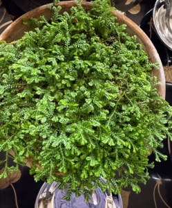 This is selaginella. Selanginella is the sole genus of the vascular plants in the family Selaginellaceae. It can be potted up on its own or used as an underplanting.