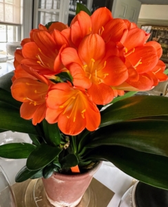 Prized for its gorgeous flowers, the clivia miniata is an elegant plant with large clusters of funnel-shaped orange-red flowers that bloom from early winter to mid-spring. This plant sits on a table in my servery along with some colorful orchids - I see them every morning.