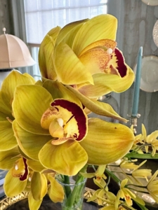 A vase of cut Cymbidium orchid flowers sits on a table. I love the golden-yellow blooms. Cymbidium, or boat orchid, is a genus of more than 50-evergreen species in the orchid family Orchidaceae. Cymbidium orchids are prized for their long-lasting sprays of flowers, used especially as cut flowers or spring corsages.