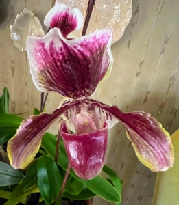This is a “slipper orchid” – one of my favorites. The key to growing these plants is to keep the root systems strong and healthy. These plants have no bulbs or stems to store moisture and nutrients, so it is important to maintain their roots.