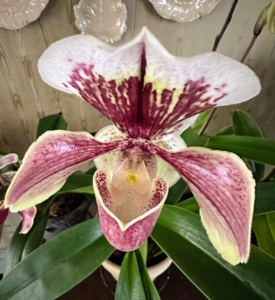 Here is another slipper orchid with its beautiful dark burgundy markings. Paphiopedilum orchids are often called ‘lady slippers’ or ‘slipper orchids’ because of their unique pouch-like flowers.