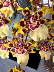 Although generally thought of as a tropical plant, orchids grow on every continent, from the Arctic Circle to the southernmost jungle, except Antarctica. The size of orchids depends on the species. They can be quite small or very large. However, every orchid flower is bilaterally symmetric, which means it can be divided into two equal parts.