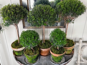 One table is filled with these charming topiaries. Topiary is the horticultural practice of training perennial plants by clipping the foliage and twigs of trees, shrubs and subshrubs to develop and maintain clearly defined shapes.