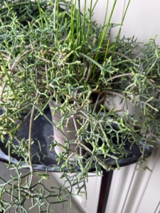This is a potted rhipsalis, native to the rainforests of South America, the Caribbean and Central America. Rhipsalis is a cacti genus with approximately 35 distinct species. I have many types of rhipsalis. Rhipsalis specimens have long, trailing stems making them perfect choices as indoor plants on pedestals or tall tables.