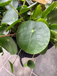 Guests always admire my Chinese money plants, Pilea peperomioides. It has attractive coin-shaped foliage. This flowering perennial is native to southern China, growing naturally along the base of the Himalayan mountains. It is also known as coin plant, pancake plant, and UFO plant.