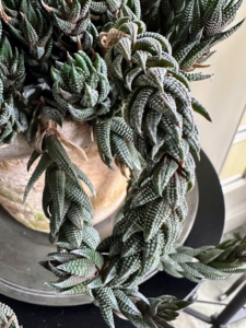 This succulent, Haworthiopsis coarctata, has long stems packed with robust succulent leaves. It is normally dark green but sometimes shows a rich purple-red when in full sunlight.