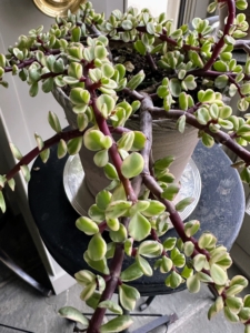Portulacaria afra is a small-leaved succulent plant found in South Africa. These succulents commonly have a reddish stem and leaves that are green. They are simple to care for and make easy houseplants for a sunny location.