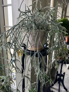 And here is another rhipsalis. These plants prefer bright, indirect light. Rhipsalis plants also appreciate a good misting now and again and watering about once a week, or whenever the soil becomes dry. Also known as chain cactus or mistletoe cactus, the thread-like succulent stems are narrow, green and can grow several feet long.