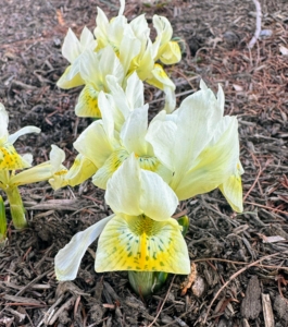 There are also lots of irises blooming - this one in a creamy yellow. These dwarf irises are good for use in borders, along walkways, by ponds, or woodland areas in mass plantings.