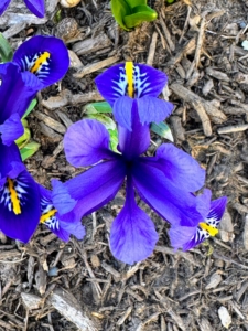In another area, dark purple irises. The blooms have a very light and subtle violet-like scent. Irises come from a vast genus of plants, but nearly all show the recognizable iris flower form – three standard petals and three hanging outer petals.