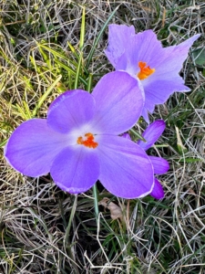 Crocus is among the first flowers to appear in spring, usually in shades of purple, yellow and white. There are about 90 different species of crocus that originate from Southern Europe, Central Asia, China, the Middle East, and Africa.