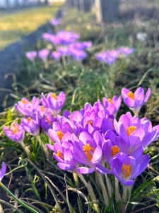And just like that there are flowers popping up everywhere. Spring is such a beautiful time of year here at my farm. Every day there is something new to see. Here are some of the crocus flowers blooming under my long pergola photographed in the early evening.