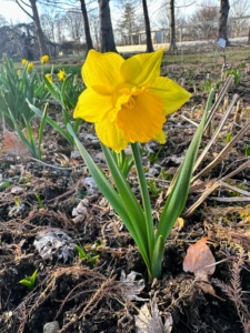 Here is one of the first daffodils to bloom outside my Tenant House. I plant early, mid and late season blooming varieties so that sections of beautiful flowers can be seen throughout the season.