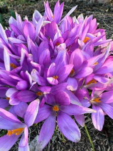 These crocus flowers show dainty blossoms with amethyst-rose petals that look brushed with silvery-white on the outside, accented by bright orange stigmas and stamens.