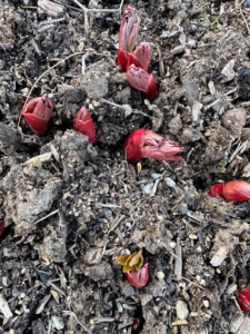 Do you recognize these? They are the stems of the herbaceous peonies now poking out of the soil. This garden of gorgeous pink and white flowers blooms in early June - it's among the most anticipated sights here at the farm.