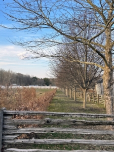 Much of the farm still looks like winter, but not for long. Soon these trees will be filled with glorious leaves, and all the gardens will be bursting with color - wait and see!