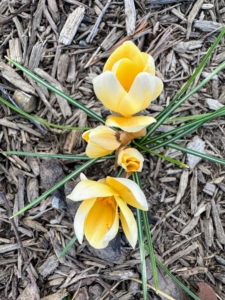 These golden crocus flowers are sprouting up beneath the quince trees in a bed filled with saffron that blooms in the fall. Golden crocus bears vivid orange-yellow bowl-shaped flowers.