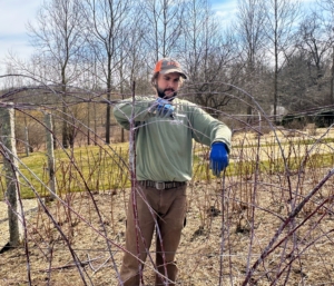 Here, Brian lines up the long canes along the wire to train them where to grow. Raspberry plants spread by suckers and will spread out far and wide if allowed. Unpruned raspberry bushes will still grow, but won’t yield more berries. Leaving them unpruned also makes them more prone to disease.