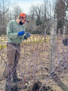 Black raspberries are more challenging to prune because their canes are quite long.