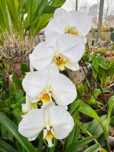 Phalaenopsis, the moth orchid, is perhaps the best orchid for growing in the home and is also a favorite with greenhouse growers. Well-grown plants can flower often, sometimes with a few flowers throughout the year, though the main season is late winter into spring.
