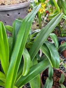 A rule of thumb for potted orchids is the leaf color. When receiving a proper balance of light, humidity, and temperature the leaves will be healthy bright green. Too little light would make the leaves very dark.