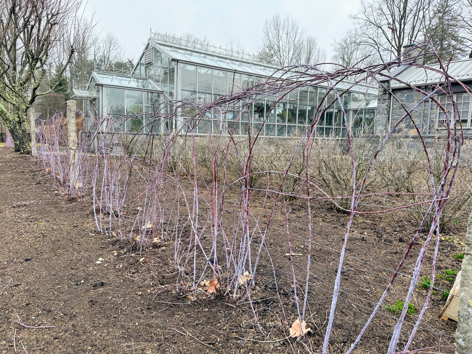 Pruning the Raspberry Bushes - The Martha Stewart Blog