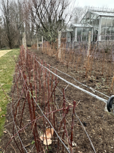 Brian also pruned the red raspberry and golden raspberry bushes. He pruned all the dead, old, weak, diseased, and damaged canes at ground level first.