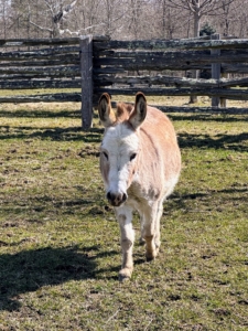 Here's Truman "TJ" Junior walking over to see what's going on. "TJ" is one of five Sicilian donkeys here at my farm.