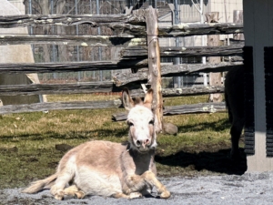 The donkeys seem to like their new space. This new paddock will be a fun change. Here, they will spend their days running, rolling, and grazing in the grass. It will also be easier for visitors to stop by and visit with them.
