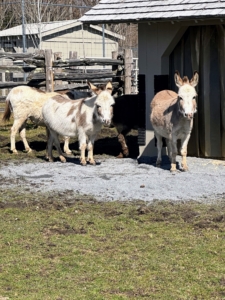 The run-in shed looks great in its new location and I love seeing it from the windows of my Winter House. I think the donkeys will be very happy in their new enclosure. See you soon, my darling "donks."