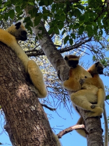On one of our walks, we saw many Golden-crowned Sifaka lemurs. Here is a family with one lemur mother carrying her youngster. These lemurs are known to be some of our planet's rarest primates.