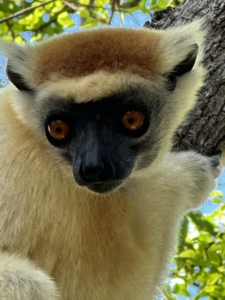 The eyes of the Sifaka lemur are captivating - although our cameras zoomed in for views, we were able to get pretty close to these amazing creatures.