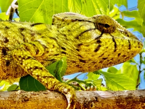 Madagascar is home to more than 345 species of reptiles. This includes about half world's 150 or so species of chameleons. Chameleons are small to mid-size reptiles that are known for their ability to dramatically change colors.
