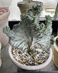 This is Euphorbia lactea is also known as a “Coral Cactus.” It is a species native to tropical Asia, mainly in India. The showy part of the plant, the section that resembles coral, is called the crest. The ridges are spiny, with short spines.