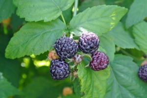 The raspberry is made up of small “drupe” fruits which are arranged in a circular fashion around a hollow central cavity. Each drupelet features a juicy pulp with a single seed.
