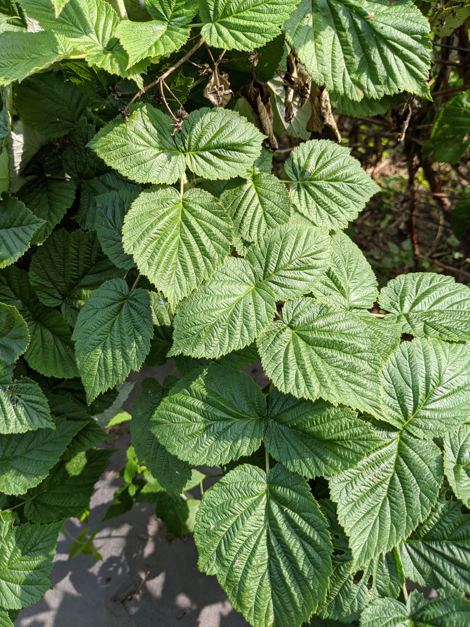 Pruning the Raspberry Bushes - The Martha Stewart Blog