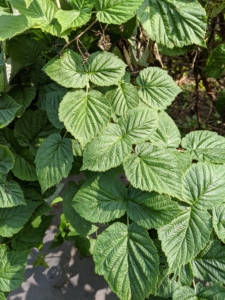 Raspberry leaves are alternate, compound with three to five leaflets and serrate margins. They are usually broader than other berry leaves and light greenish white in color.