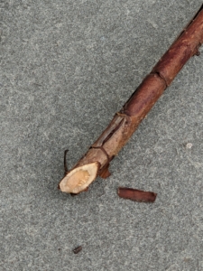 This is a dead cane - brown and woody.