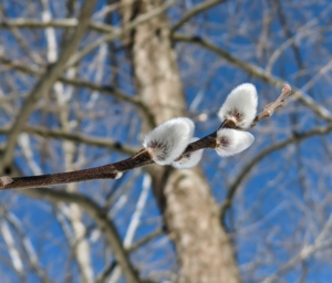 Pussy willow is common throughout the southern half of Canada and the north-central and northeastern portions of the United States.
