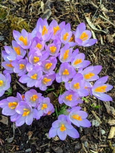 Croci can be found in alpine meadows, rocky mountainsides, scrublands, and woodlands. I have groups of crocus blooms all around my farm.