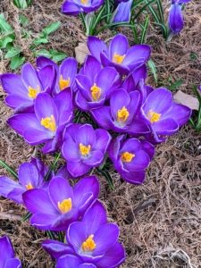 Here are some dark purple croci near my Basket House. These look great planted in bunches. Choose a planting site where there is well-draining soil.