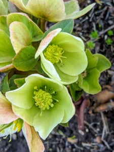 And the hellebores are still hanging on. Hellebores are members of the Eurasian genus Helleborus – about 20 species of evergreen perennial flowering plants in the family Ranunculaceae. They blossom during late winter and early spring for up to three months.