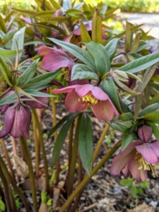 Hellebores come in different colors and have rose-like blossoms. It is common to plant them on slopes or in raised beds in order to see their flowers, which tend to nod.