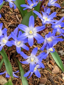 Chionodoxa, known as glory-of-the-snow, is a small genus of bulbous perennial flowering plants in the family Asparagaceae, subfamily Scilloideae, often included in Scilla. The blue, white, or pink flowers appear early in the year. These are planted in the Stewartia garden under my majestic bald cypress trees.