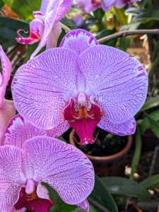 The orchid has three sepals, one dorsal sepal at the top and two lateral sepals one on each side. It also has three petals, one on each side and the lower lip, also called the labellum. The column and anther cap are the reproductive area of the flower.
