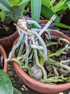 Orchids also have aerial roots. They act as anchors and supports as they wrap around branches and trunks in nature, stabilizing the plant as it grows.