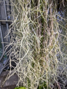 These are the long hanging roots of the Vanda orchid.