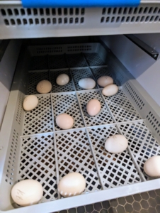The eggs are placed into the incubator where they are safe from other birds and closely monitored until they hatch. Chicken eggs take 21-days. While the eggs incubate, they are automatically turned once a day, 45-degrees each way, back and forth during this period. From days 17 to 21, they’re placed into this hatching cabinet, where it is still warm. Each egg has its own section, where it safe and cannot roll during the hatching process.